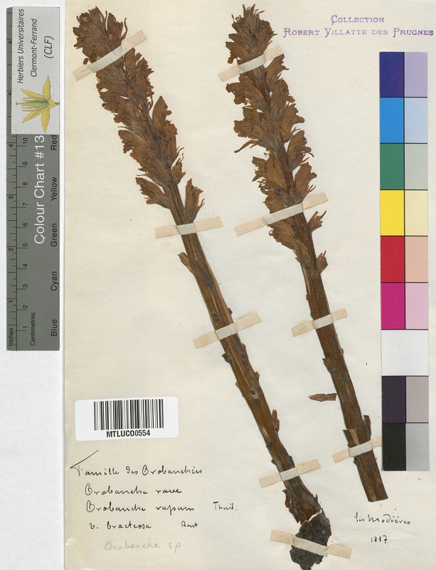 Lathraea clandestina (Scrophulariaceae)
