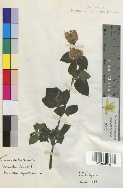 Leonurus cardiaca (Lamiaceae)