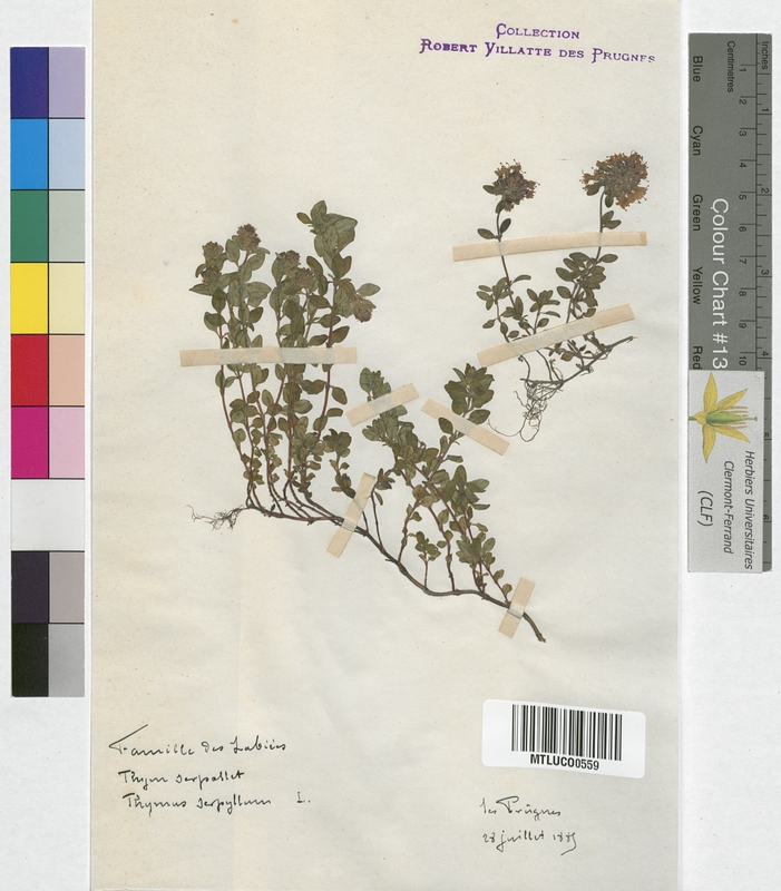 Thymus serpyllum (Lamiaceae)