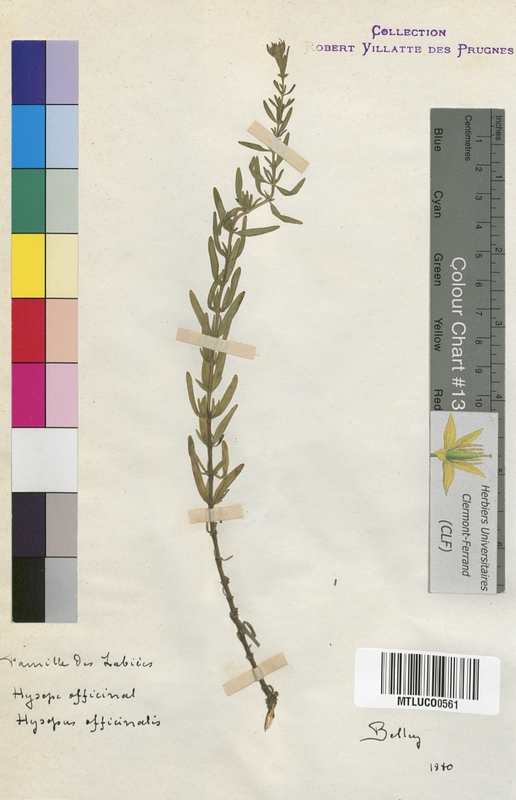 Calamintha nepeta (Lamiaceae)