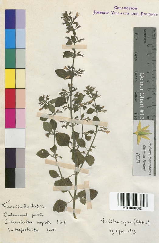 Clinopodium vulgare (Lamiaceae)