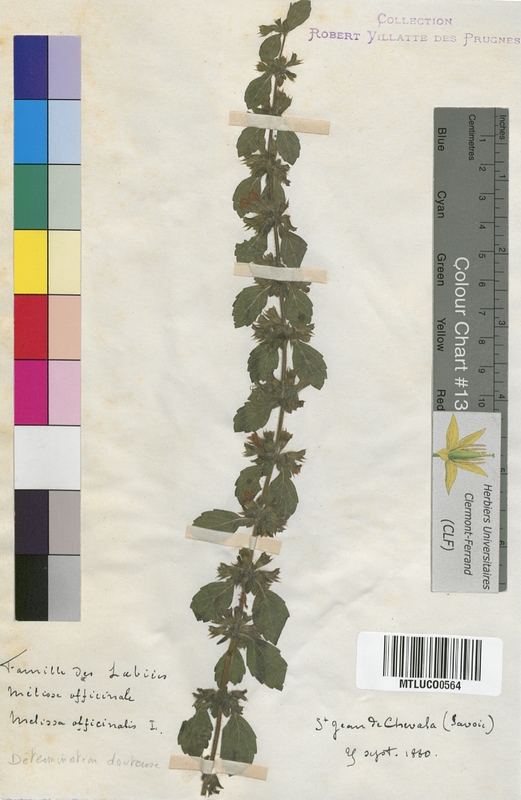 Melissa officinalis (Lamiaceae)