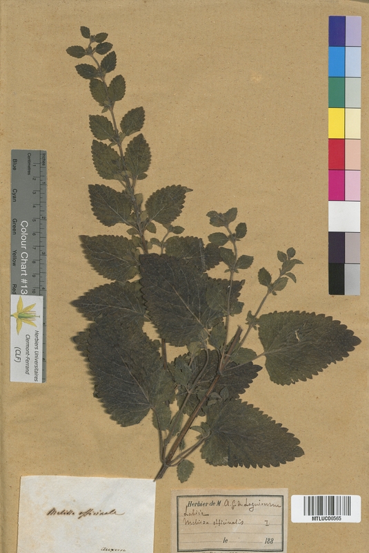 Rosmarinus officinalis (Lamiaceae)