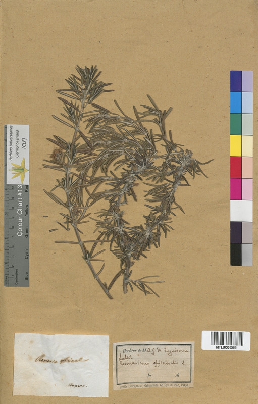 Salvia sclarea (Lamiaceae)