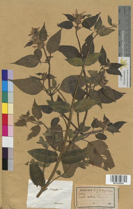 Lamium album (Lamiaceae)