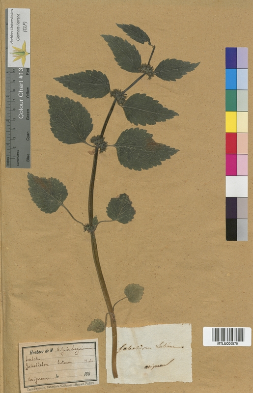 Leonurus cardiaca (Lamiaceae)