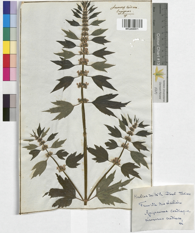 Leonurus cardiaca (Lamiaceae)