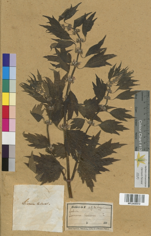 Galeopsis ladanum (Lamiaceae)