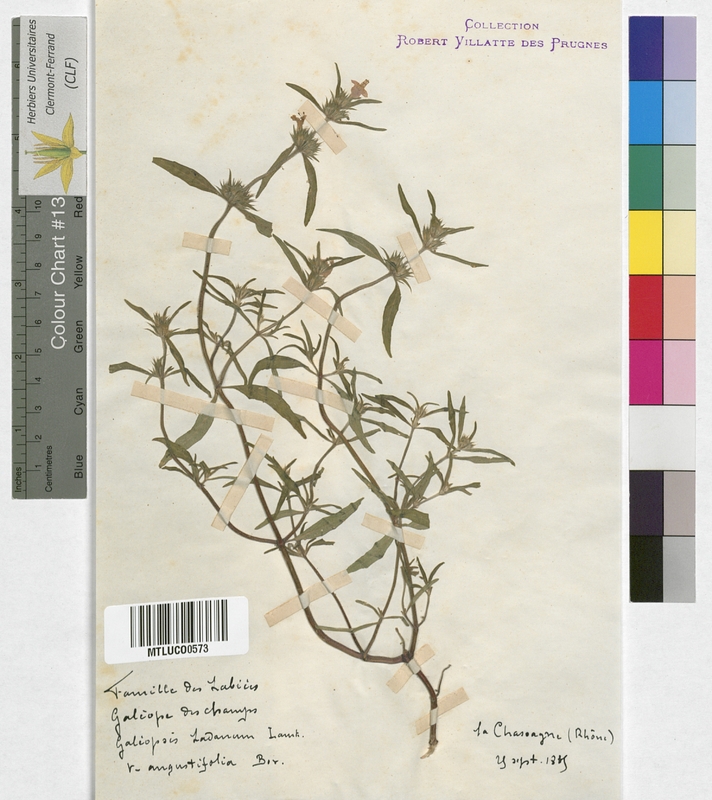 Galeopsis ladanum (Lamiaceae)