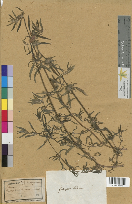 Galeopsis ochroleuca (Lamiaceae)