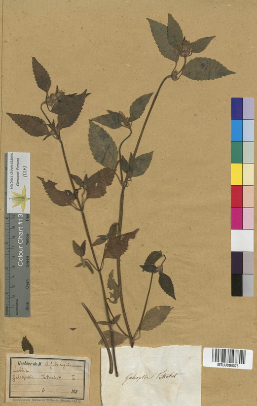 Betonica officinalis (Lamiaceae)