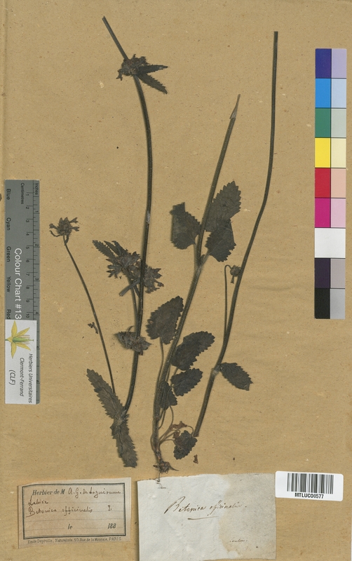 Mentha sp. (Lamiaceae)