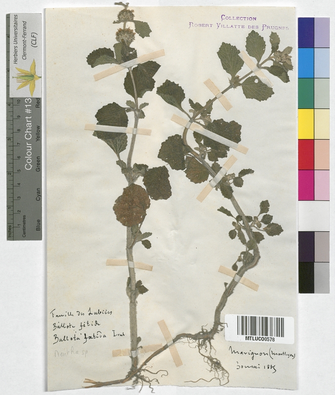Ballota foetida (Lamiaceae)