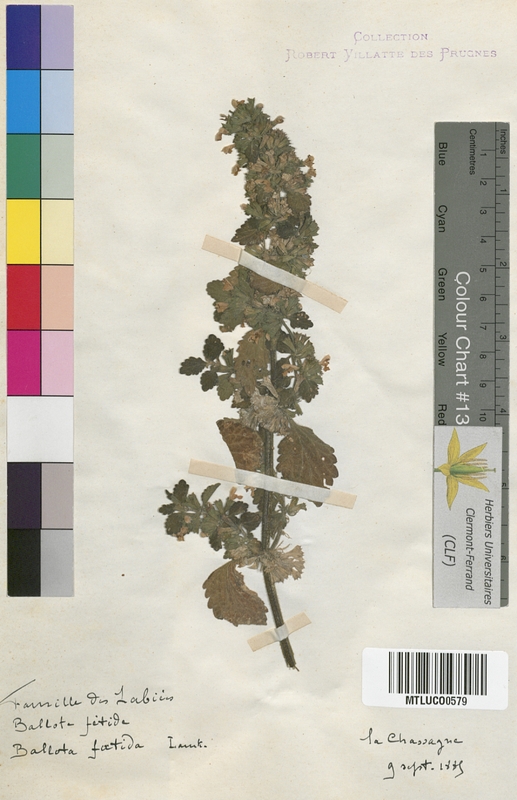 Marrubium vulgare (Lamiaceae)