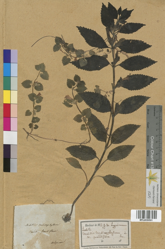 Prunella alba (Lamiaceae)