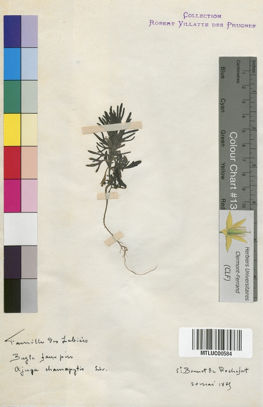 Prunella grandiflora (Lamiaceae)