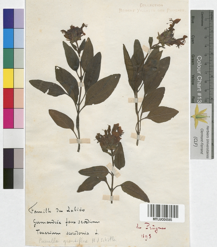 Teucrium polium (Lamiaceae)