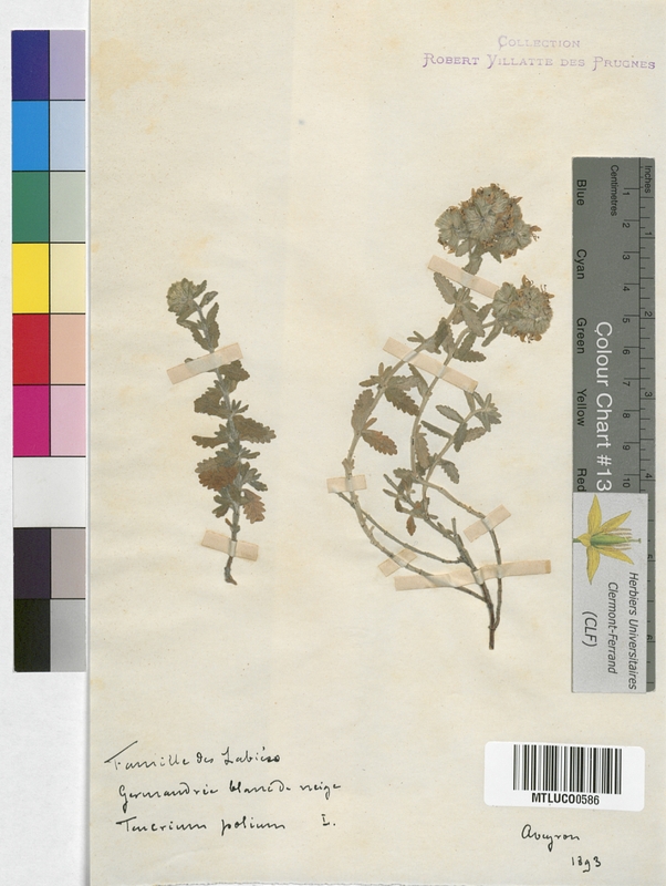 Chrysosplenium alternifolium (Saxifragaceae)