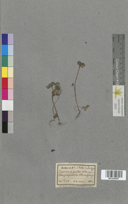 Daucus carota (Apiaceae)