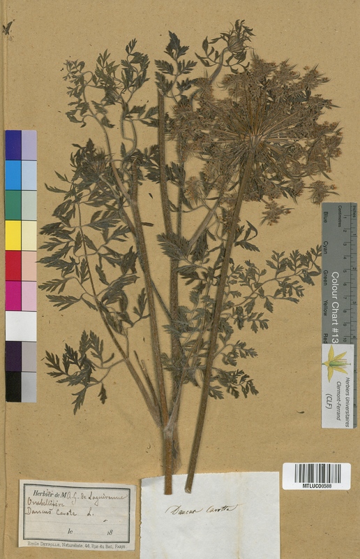 Turgenia latifolia (Apiaceae)