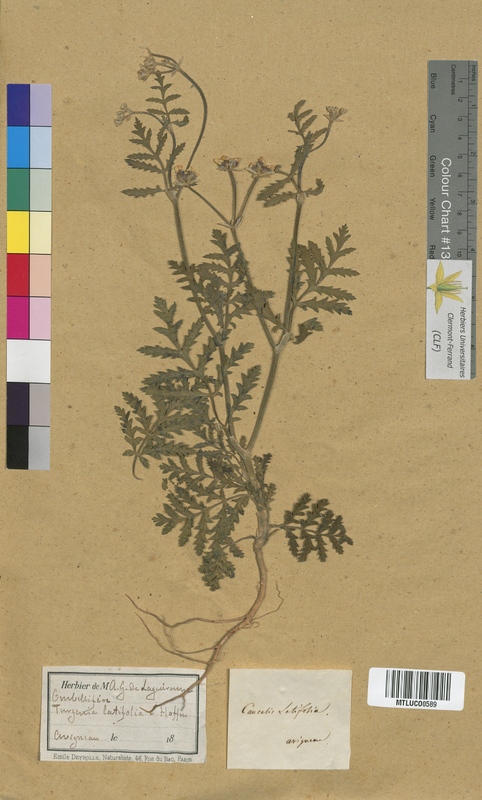 Caucalis arvensis (Apiaceae)