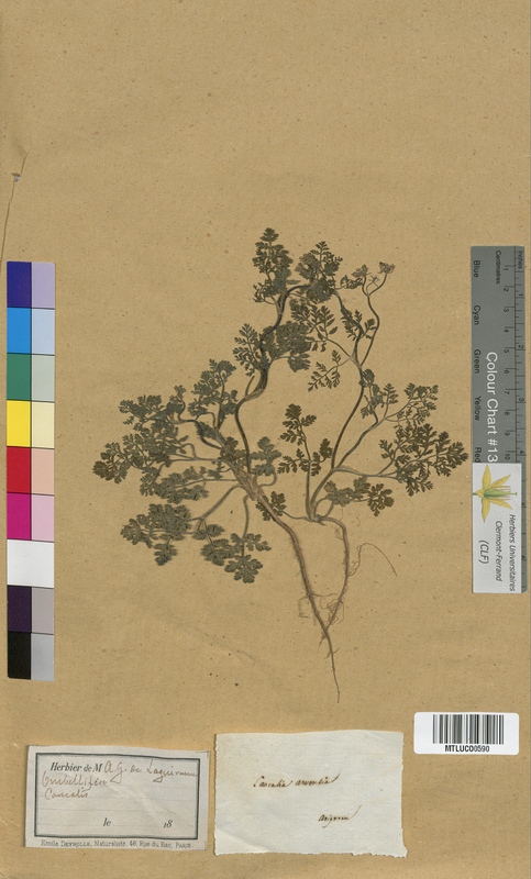 Coriandrum sativum (Apiaceae)