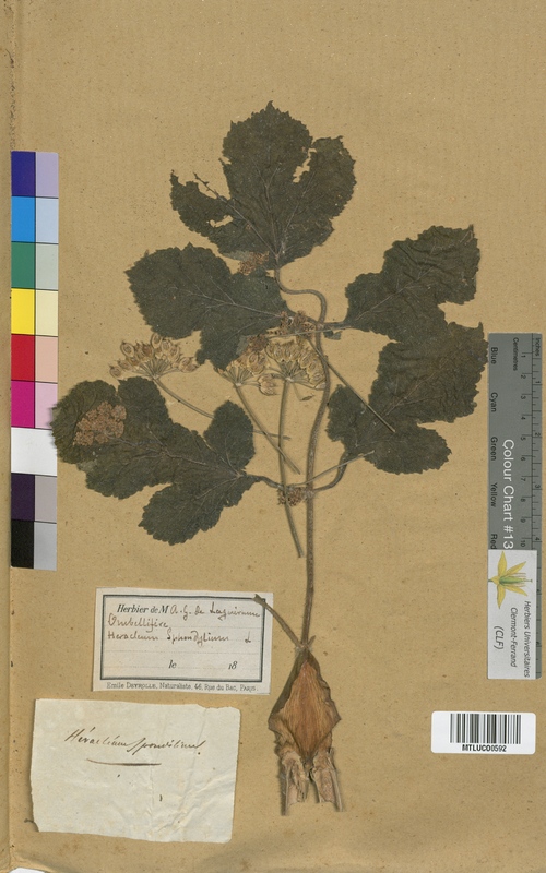 Meum athamanticum (Apiaceae)