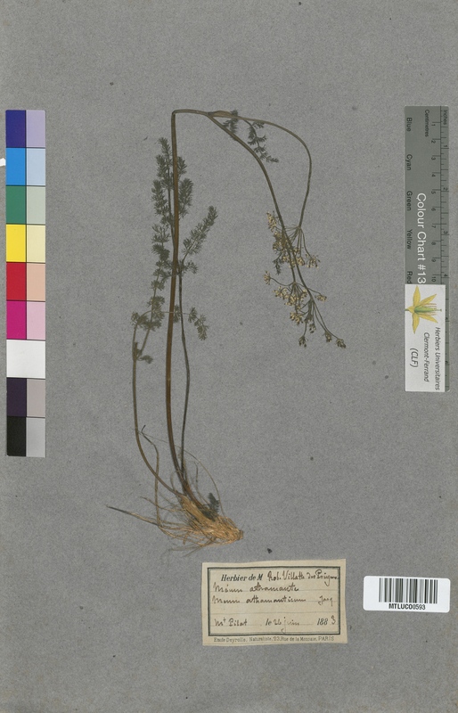 Torilis japonica (Apiaceae)