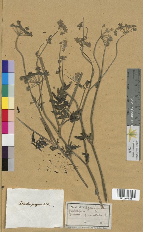 Oenanthe phellandrium (Apiaceae)