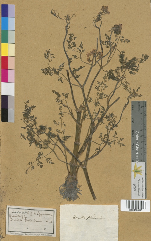 Bupleurum falcatum (Apiaceae)