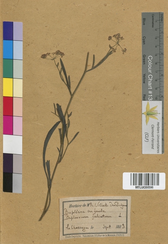 Bupleurum falcatum (Apiaceae)