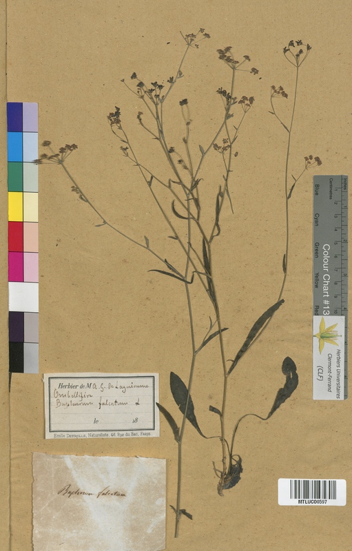 Bupleurum junceum (Apiaceae)