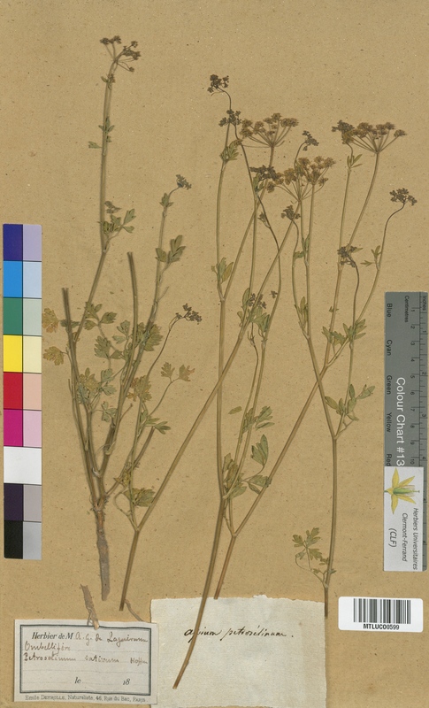 Aegopodium podagraria (Apiaceae)