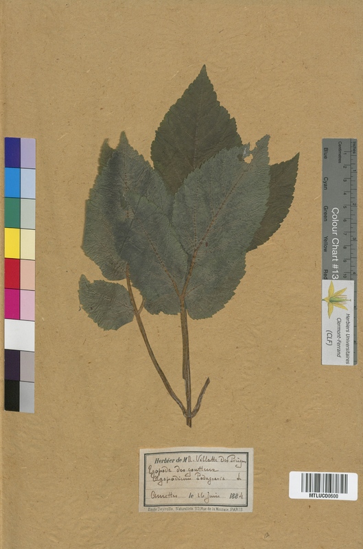 Chaerophyllum sativum (Apiaceae)