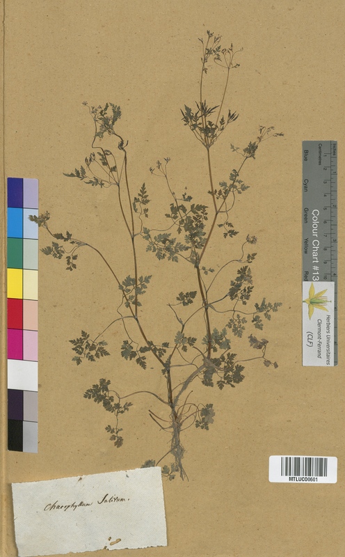 Chaerophyllum sylvestre (Apiaceae)