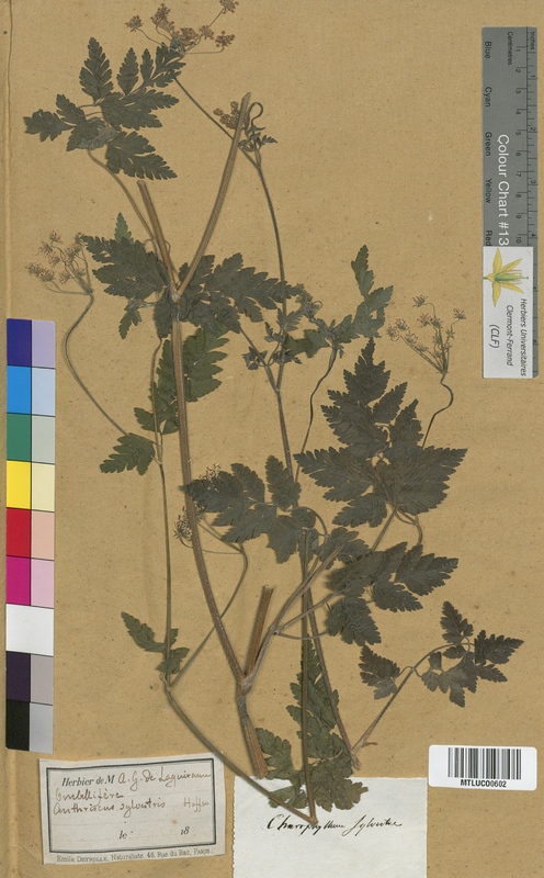 Cicuta major (Apiaceae)