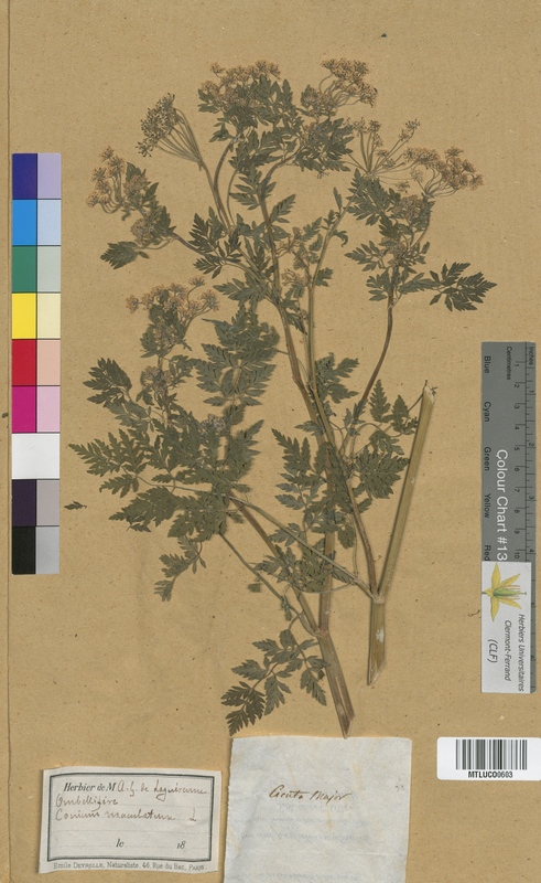 Astrantia major (Apiaceae)
