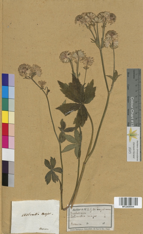 Sanicula europaea (Apiaceae)