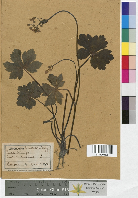 Sanicula europaea (Apiaceae)