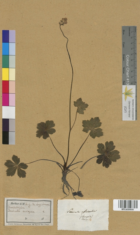 Adoxa moschatellina (Adoxaceae)