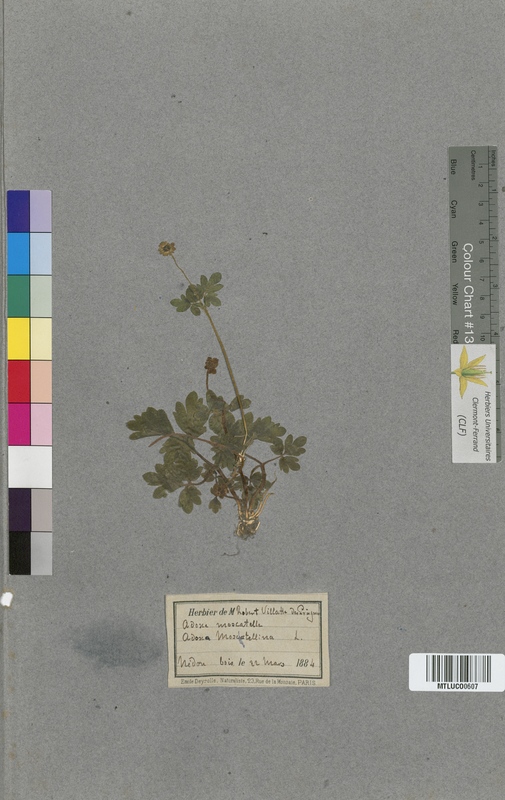 Sambucus racemosa (Caprifoliaceae)