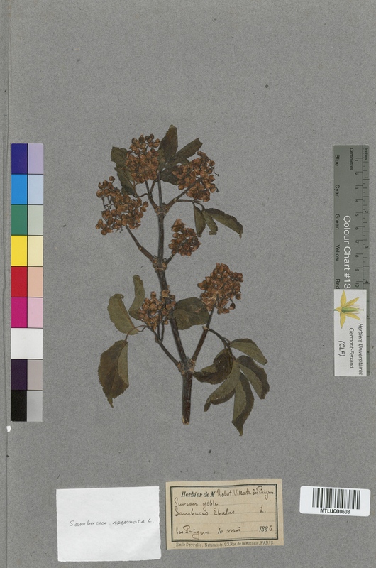 Viburnum opulus (Caprifoliaceae)