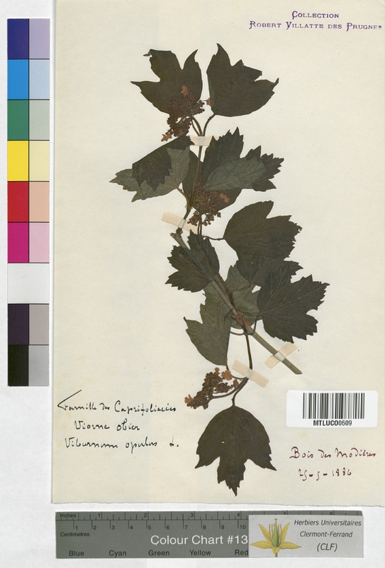 Galium verum (Rubiaceae)