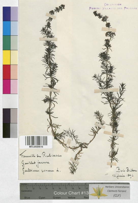 Galium verum (Rubiaceae)