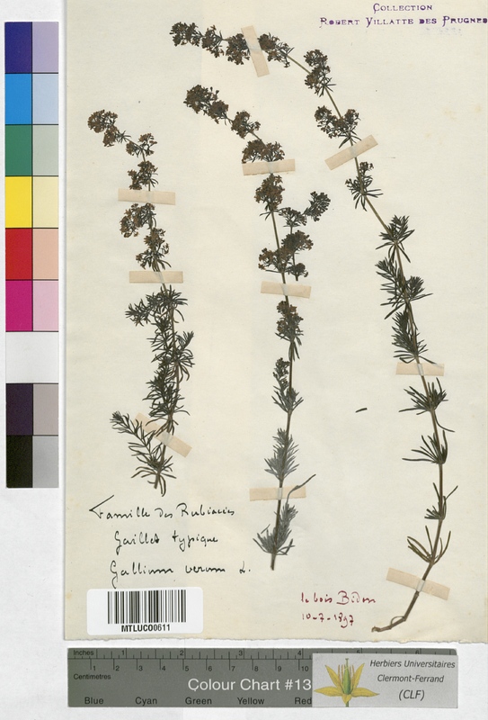 Galium erectum (Rubiaceae)