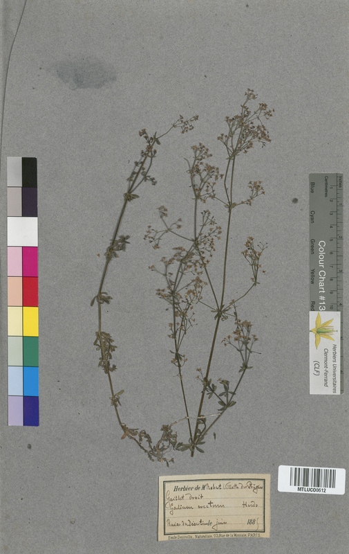 Galium saxatile (Rubiaceae)