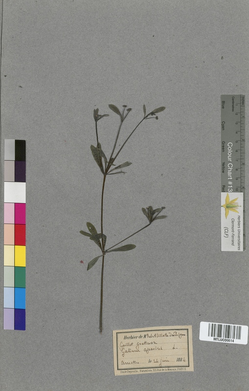 Asperula odorata (Rubiaceae)