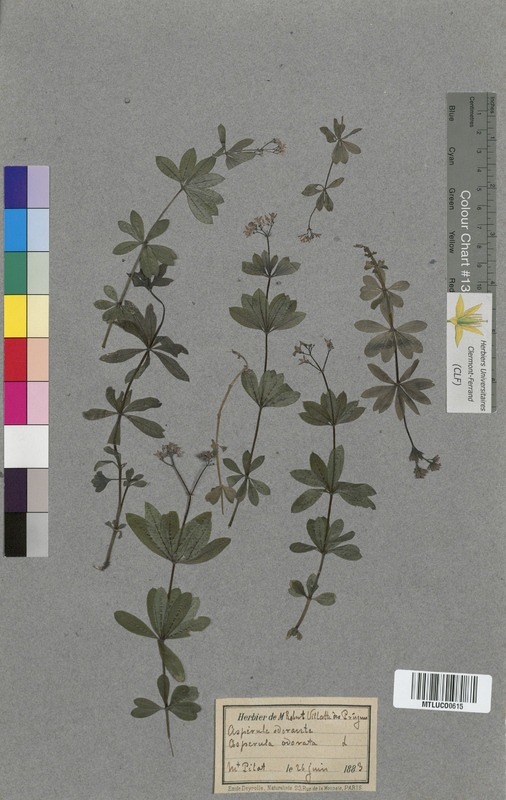 Sherardia arvensis (Rubiaceae)