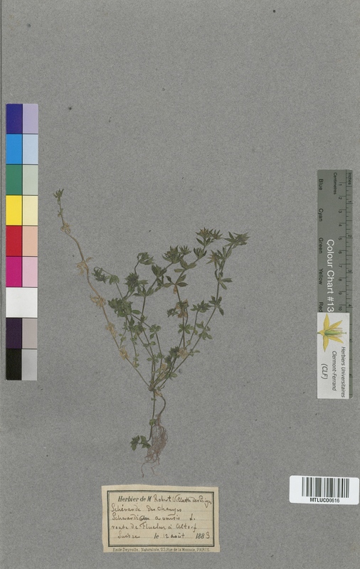 Valeriana officinalis (Valerianaceae)