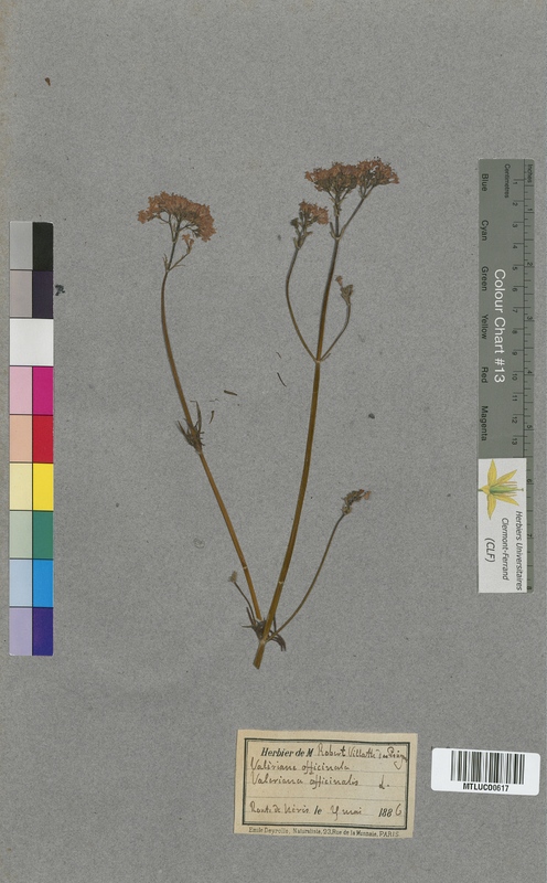 Valeriana tripteris (Valerianaceae)